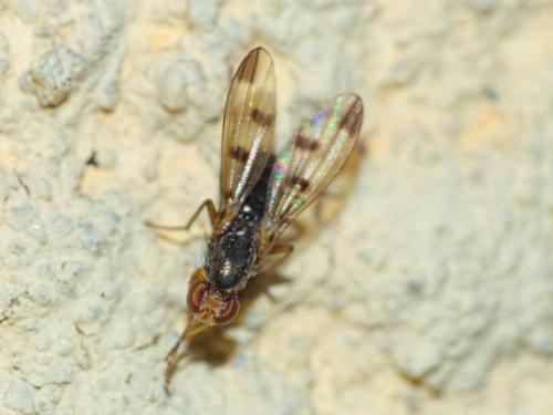 Réf. 318 746 : Geomyza tripunctata